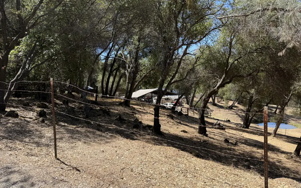 The same slope along the fence with the dead brush removed and the oaks limbed up over open ground