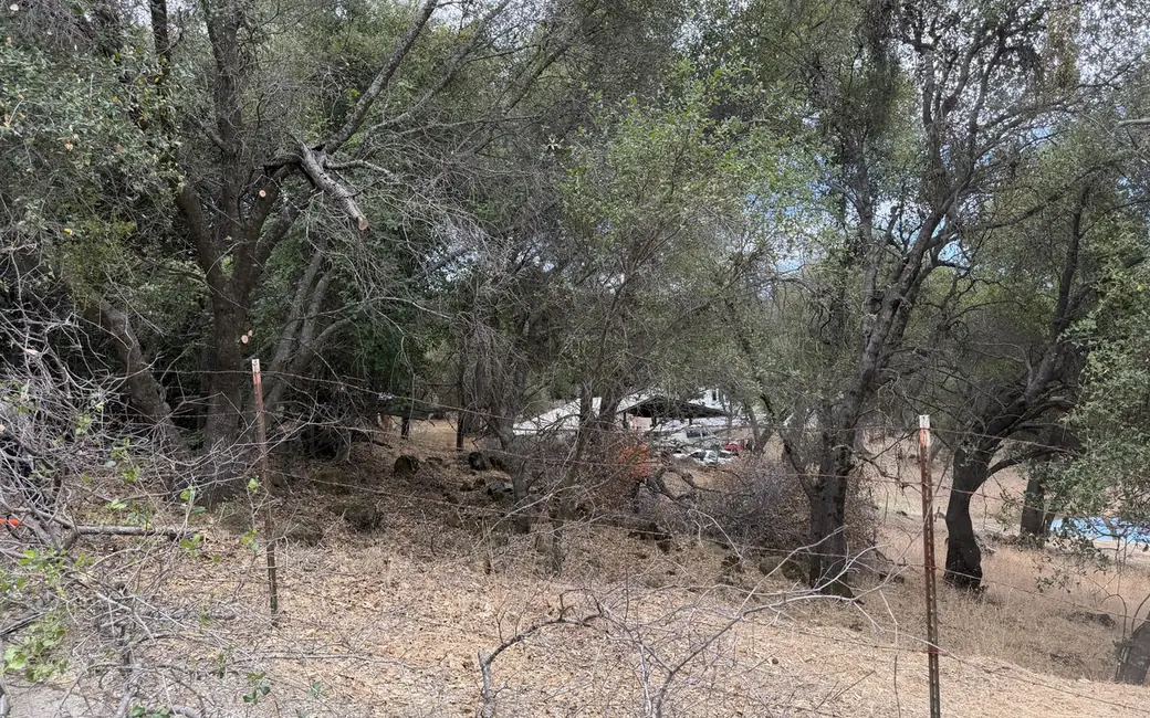 Dead branches and dense brush under oak trees along a wire fence on a slope