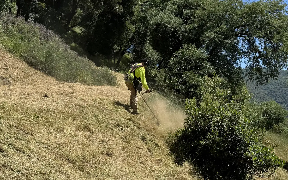 A Wacky Weedeating crew member in a hi-vis shirt and ear protection cutting dry grass on a steep hillside under oak trees, cut grass on one side and tall grass on the other